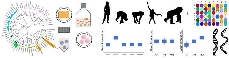 primatefunctionalgenomics_1.png